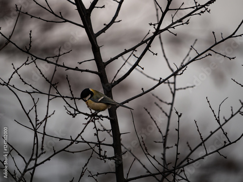 bird on a branch photo