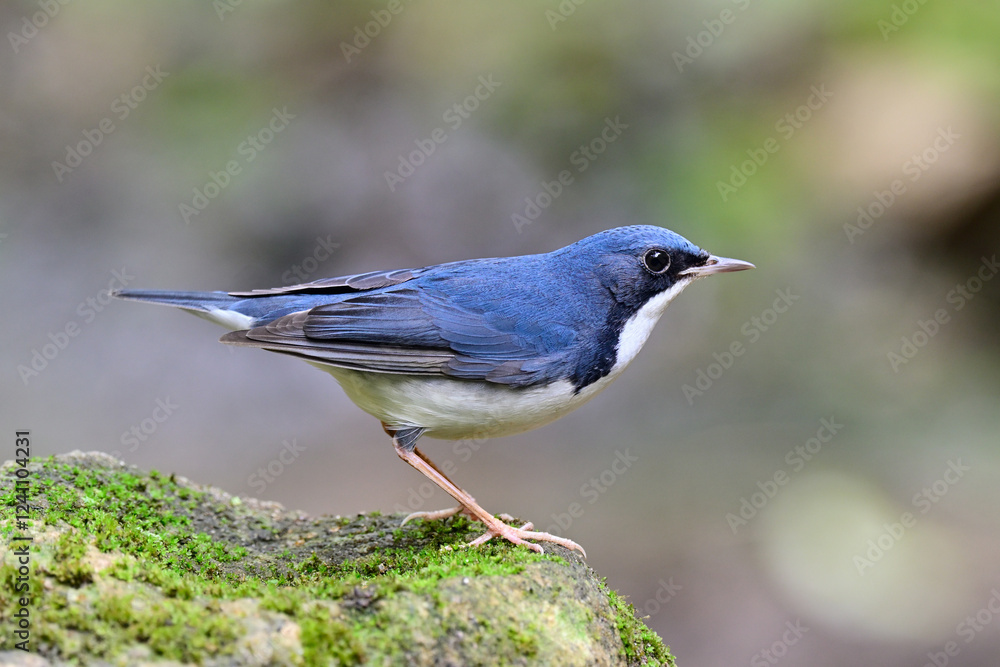 Obraz premium common migrant bird into Thailand during winter visiting, siberian blue robin, larvivora cyane