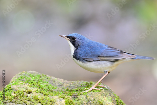 siberian blue robin, larvivora cyane, lovely pale tiny blue bird perching on greeny rock while foraging photo