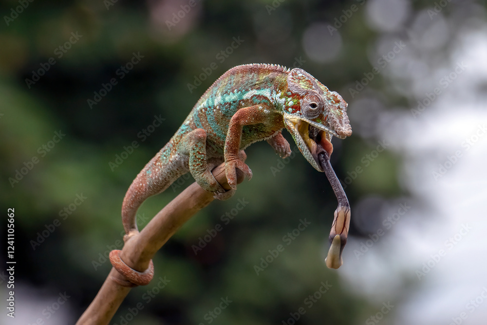 Panther chameleon trying to catch prey Panther chameleon trying to catch prey