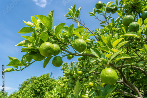 A vibrant lime tree loaded with fruit under blue skies