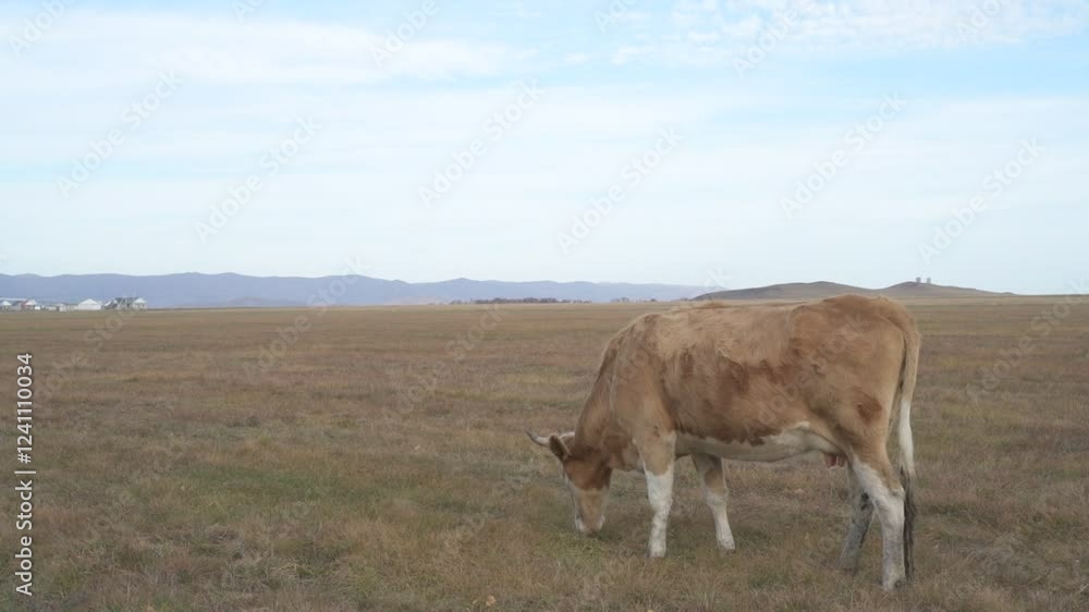 Portrait of cow grazing in a field. A herd of cows eating grass in a meadow
Portrait of cow grazing in a field. A herd of cows eating grass in a meadow