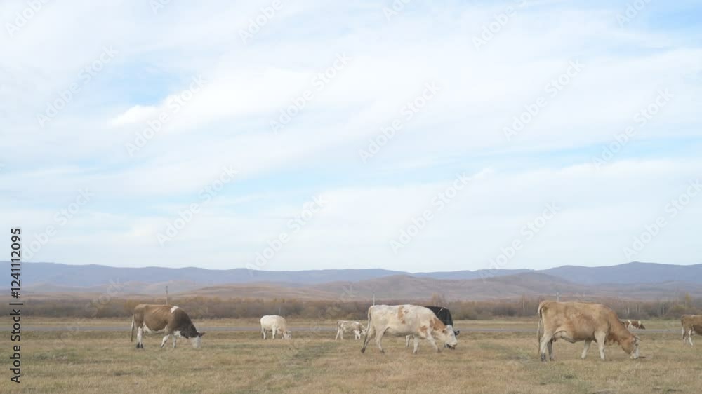 Portrait of cow grazing in a field. A herd of cows eating grass in a meadow
Portrait of cow grazing in a field. A herd of cows eating grass in a meadow