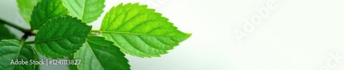 Fleshy, green leaves with intricate veins on white background, botanical, plant photo