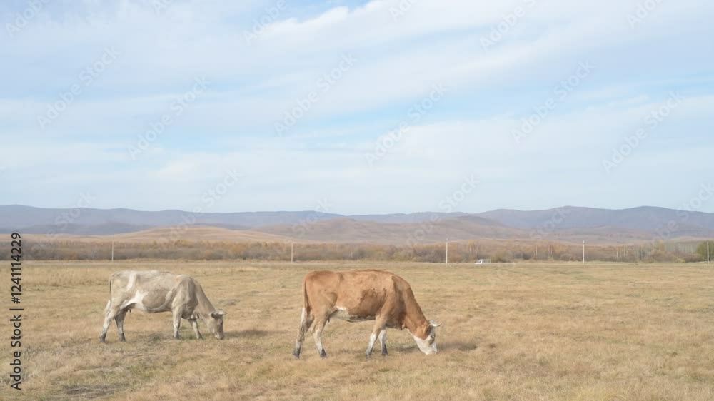 Portrait of cow grazing in a field. A herd of cows eating grass in a meadow
Portrait of cow grazing in a field. A herd of cows eating grass in a meadow