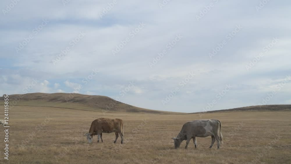 Portrait of cow grazing in a field. A herd of cows eating grass in a meadow
Portrait of cow grazing in a field. A herd of cows eating grass in a meadow