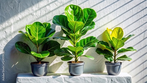 Lush Tropical Fiddle Leaf Fig Plant Shadow on White Wall - Stock Photo