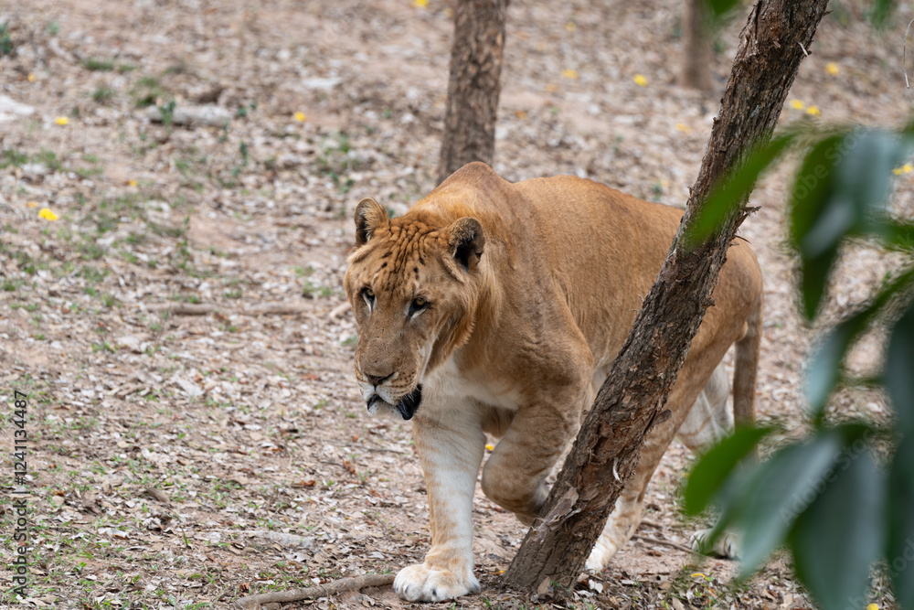 The tiger is resting and playing The tiger is resting and playing