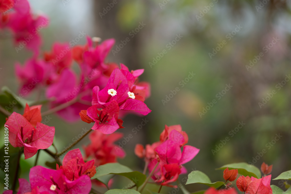 A blooming bougainvillea A blooming bougainvillea