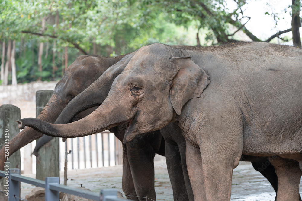 Fototapeta premium A number of elephants are present