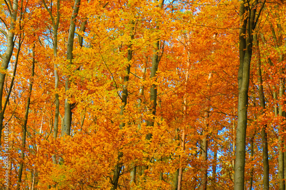 Autumn trees as a natural background. Autumn trees as a natural background.