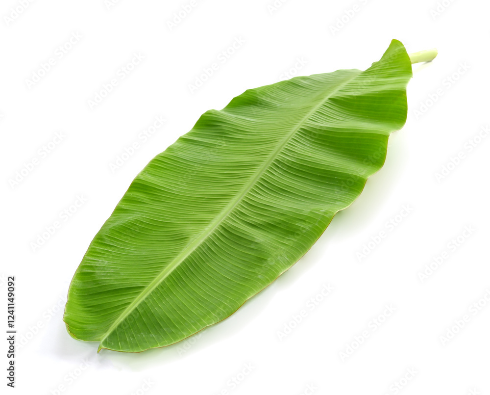 Obraz premium green banana leaf on white background