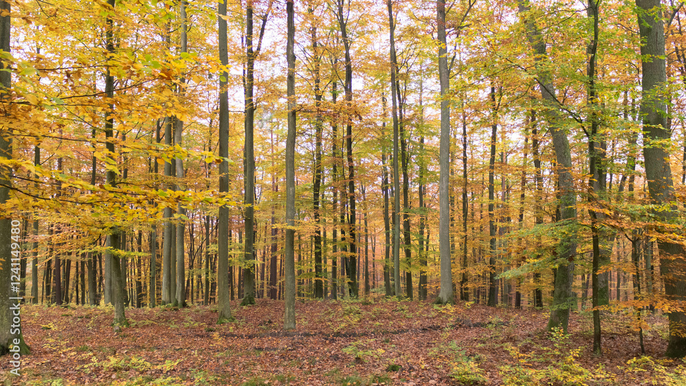 Fototapeta premium Landscape of autumnal forest.
