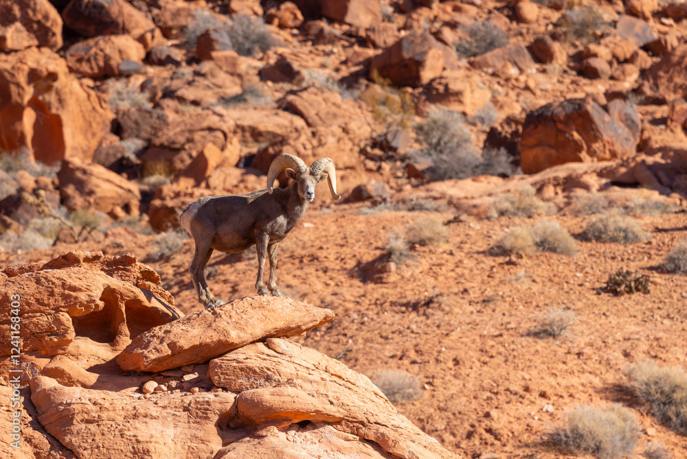 Desert Bighorn Sheep Ram in Red Rocks in the Nevada Desert Desert Bighorn Sheep Ram in Red Rocks in the Nevada Desert