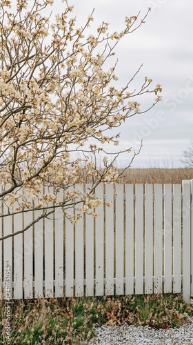 Elegant Rustic wooden fence entwined with blooming forsythia and ivy against a pale March sky golden yellow tones of early spring  photo