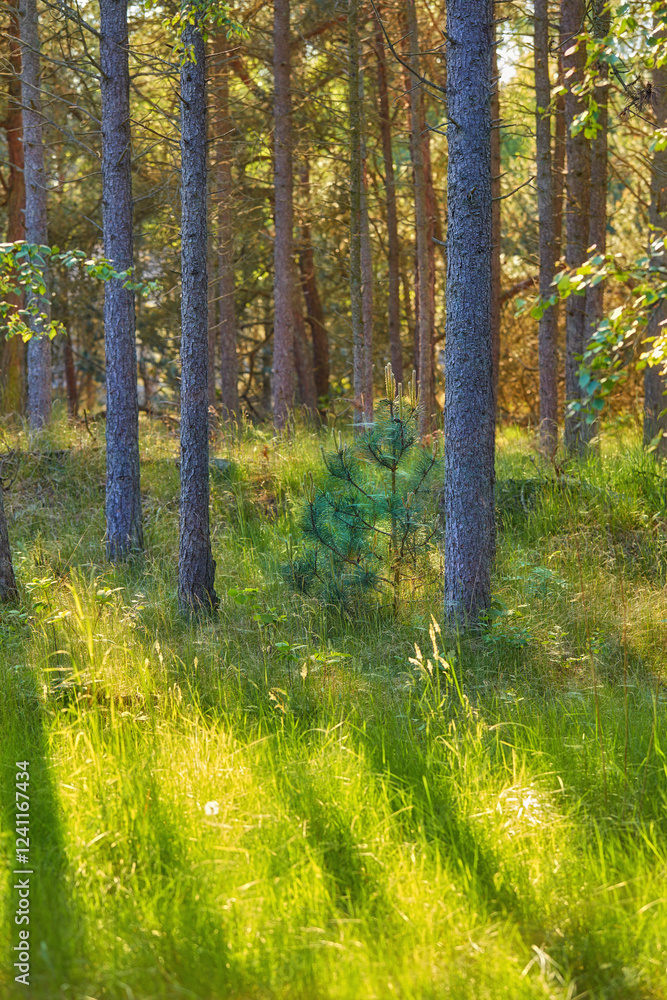 Obraz premium Trees, forest and grass in nature, outdoor and summer with sustainability, growth and green in countryside. Woods, landscape and plants in environment, eco friendly and timber production in Denmark