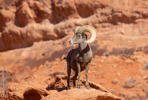 Cuadro en lienzo Desert Bighorn Sheep Ram in Red Rocks in the Nevada Desert