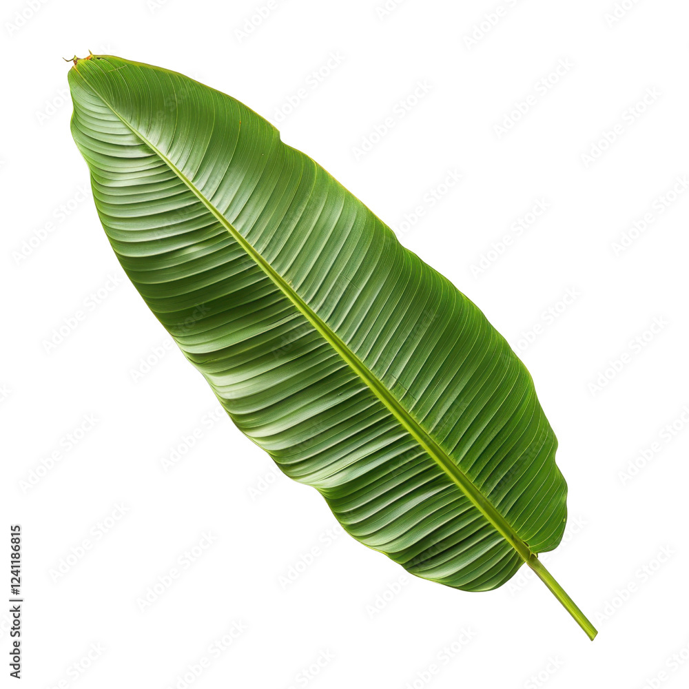 Large green leaf with prominent veins, showcasing tropical appearance and vibrant color. Perfect for nature themed designs or backgrounds Large green leaf with prominent veins, showcasing tropical appearance and vibrant color. Perfect for nature themed designs or backgrounds