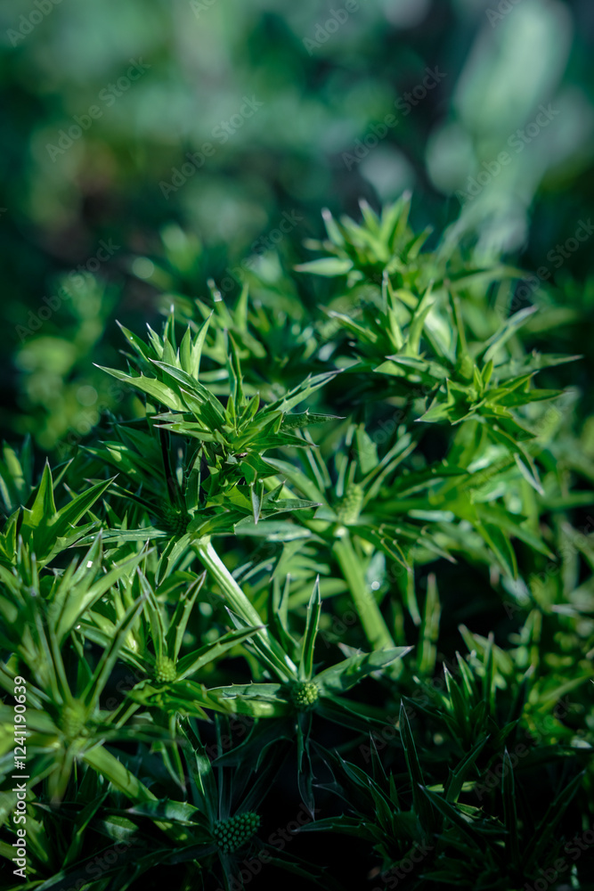 Green leafy vegetables in the backyard Green leafy vegetables in the backyard