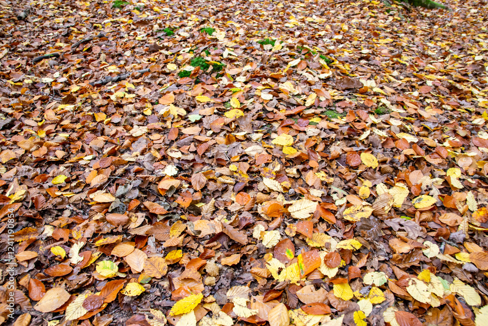 Autumn yellow leaves in the little park with sun weather. Autumn yellow leaves in the little park with sun weather.