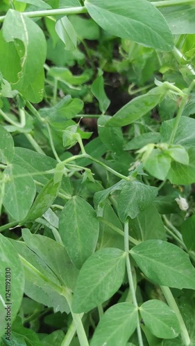 Wallpaper Mural Close-Up of Green Pea Plant Leaves Torontodigital.ca