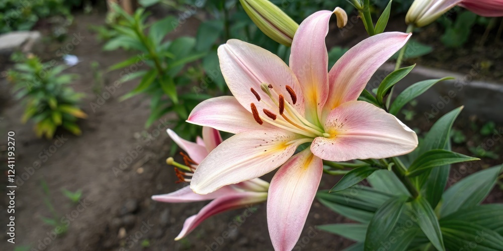 Overhead shot of lily flower in a garden, landscape, flower, botanical, lily Overhead shot of lily flower in a garden, landscape, flower, botanical, lily