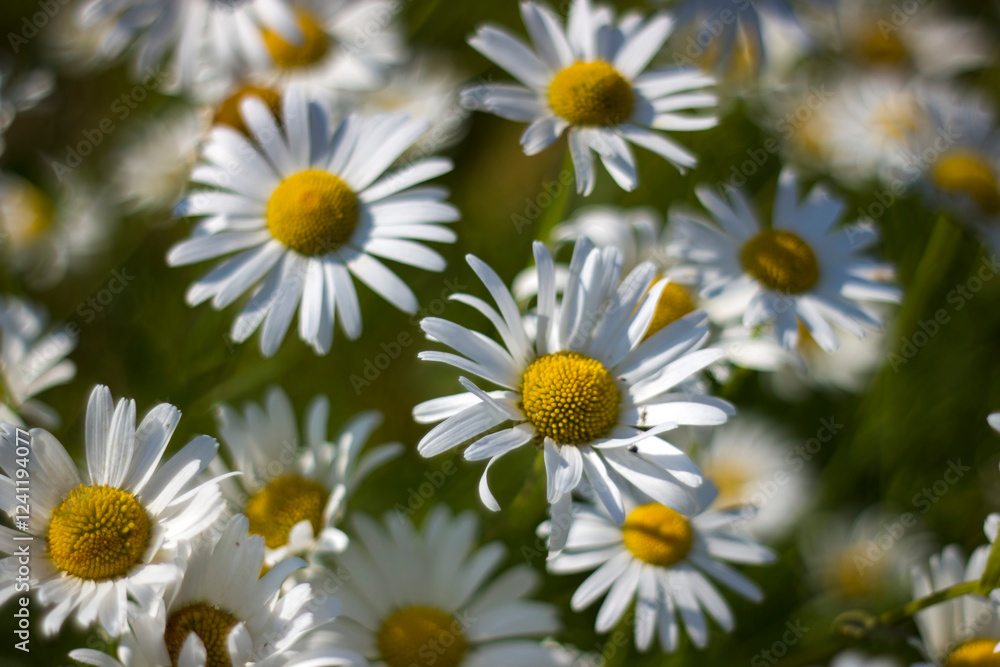 Ox-eye Daisy (Leucanthemum vulgare) in garden - soft focus Ox-eye Daisy (Leucanthemum vulgare) in garden - soft focus