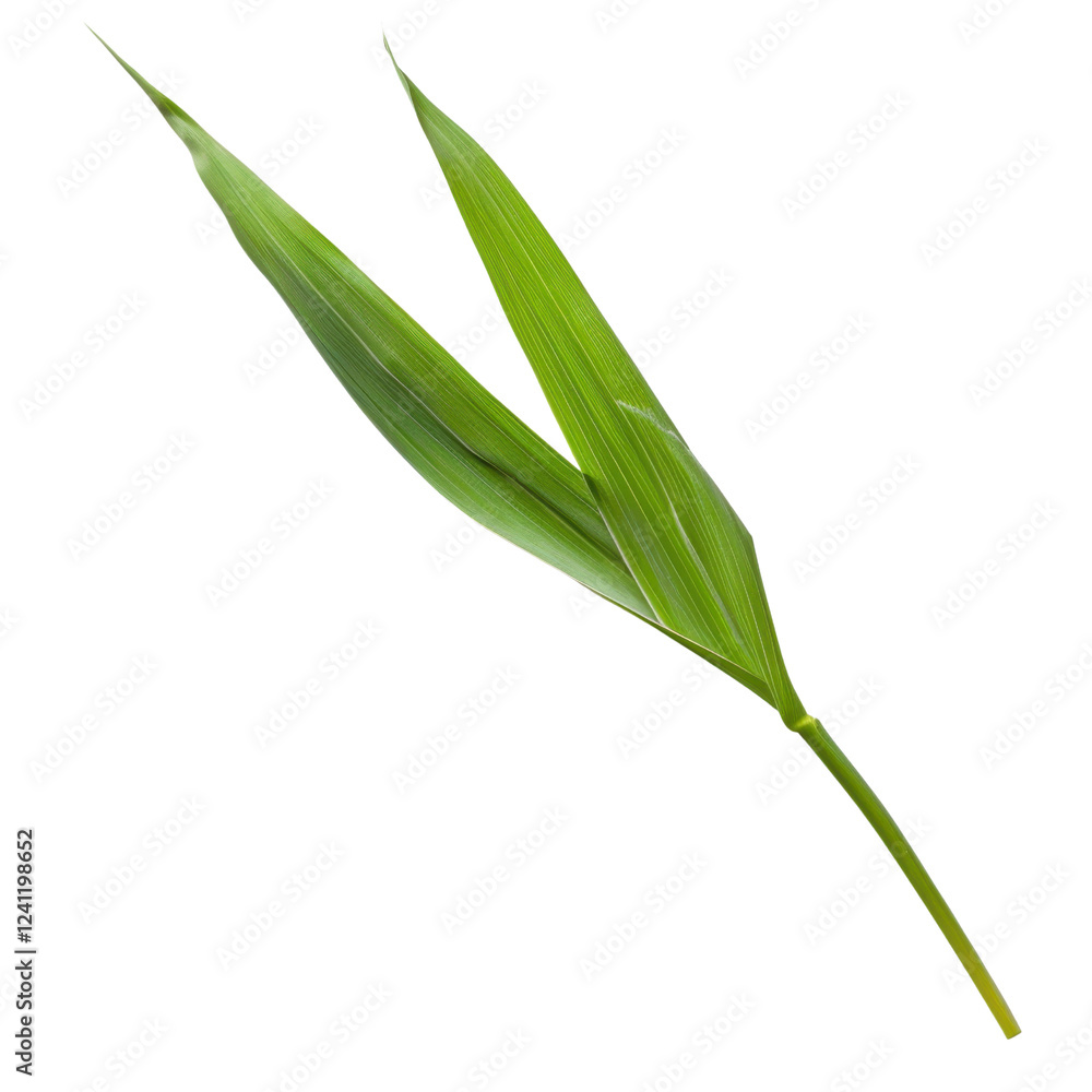 vibrant green leaf with long, slender shape, showcasing its natural beauty and texture. Perfect for nature themed designs or backgrounds vibrant green leaf with long, slender shape, showcasing its natural beauty and texture. Perfect for nature themed designs or backgrounds