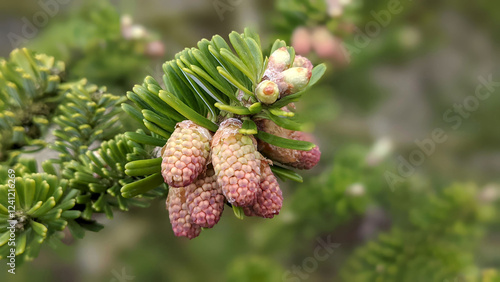 Close up of flowering tree branch of Nordmann fir or Abies nordmanniana with young female cones flower among green needles growth outdoors at spring day. Natural background, macro shot, shallow focus. photo