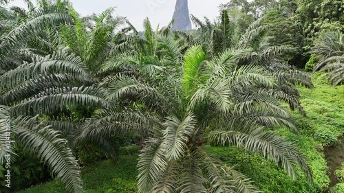 Sao Tome and Principe - Aerial View of Dense Oil Palm Plantation With Pico Cao Grande. Tropical Agricultural Landscape With Lush Greenery.