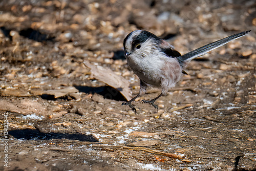  Un codibugnolo (Aegithalos caudatus) saltella sul terreno ghiaioso beccando i semi che qualcuno ha sparso per terra. photo