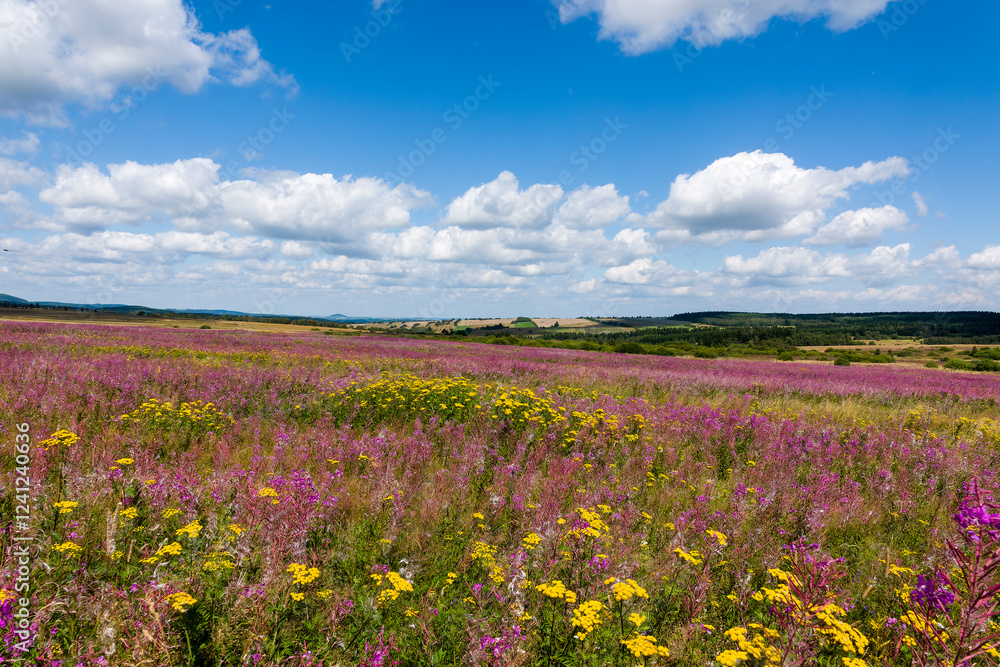 Schmalblättriges Weidenröschen (Epilobium angustifolium) und Gemeiner Rainfarn (Tanacetum vulgare) auf dem Erzgebirgskamm
Schmalblättriges Weidenröschen (Epilobium angustifolium) und Gemeiner Rainfarn (Tanacetum vulgare) auf dem Erzgebirgskamm