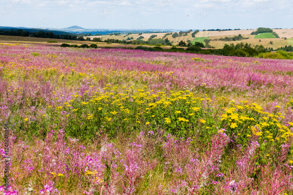 Obraz premium Schmalblättriges Weidenröschen (Epilobium angustifolium) und Gemeiner Rainfarn (Tanacetum vulgare) auf dem Erzgebirgskamm 