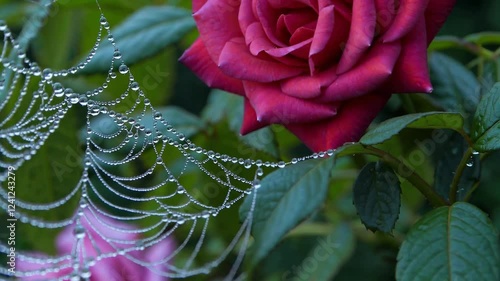 close-up of a rain-soaked spiderweb among garden roses