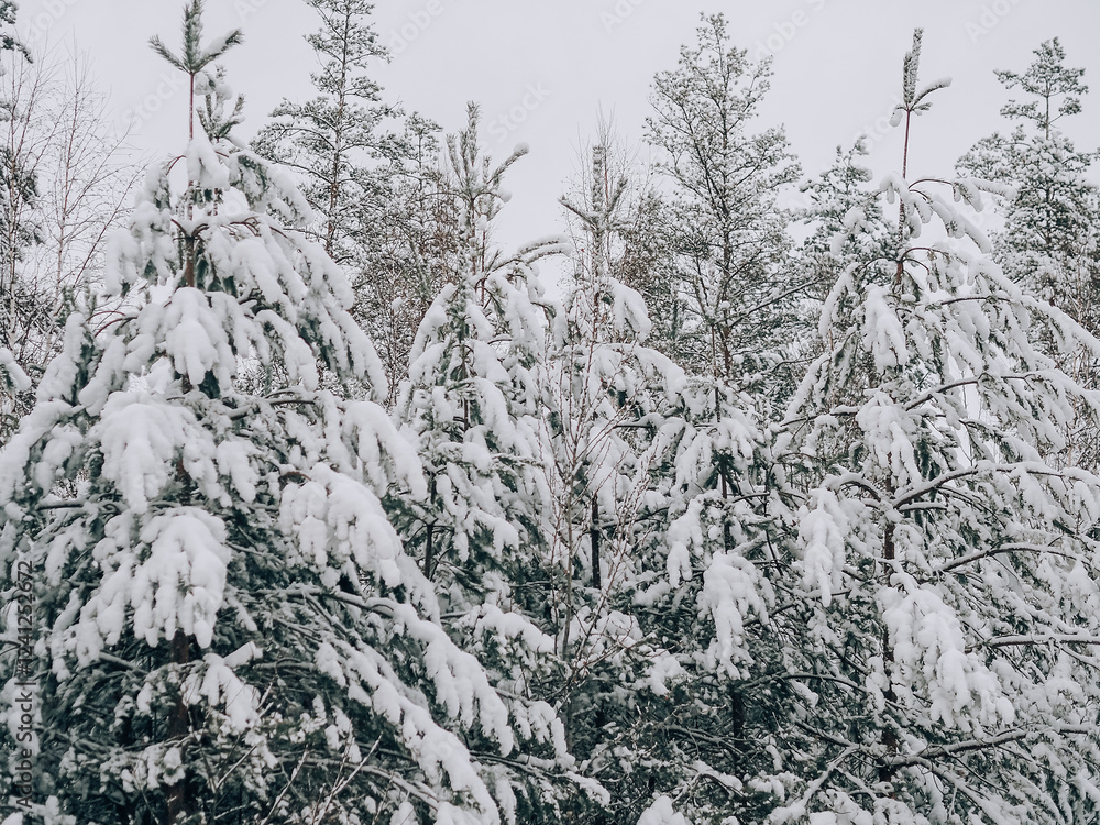 Winter forest. Pines in the snow. Horizontal Photo Winter forest. Pines in the snow. Horizontal Photo