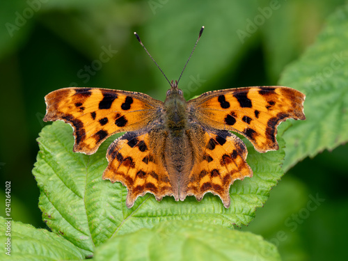 Comma Butterfly Basking on Bramble