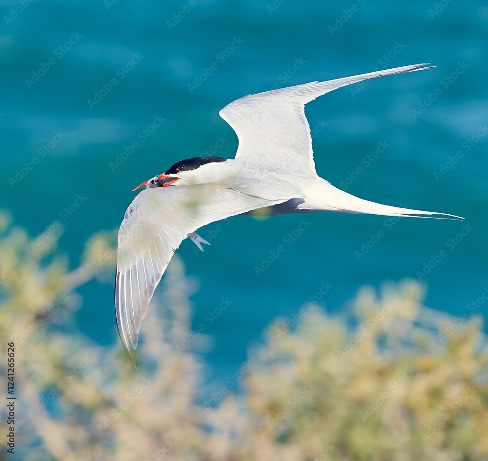 Fototapeta premium seagull in flight