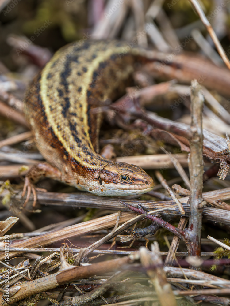 Obraz premium Female Common Lizard Basking on a Compost Heap