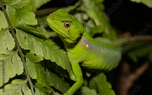 green lizard on a branch