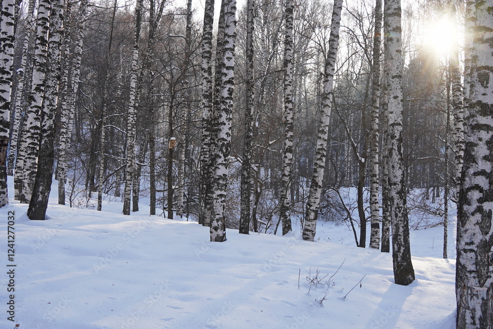 Birch grove. Tree trunks in winter. Birch grove. Tree trunks in winter.