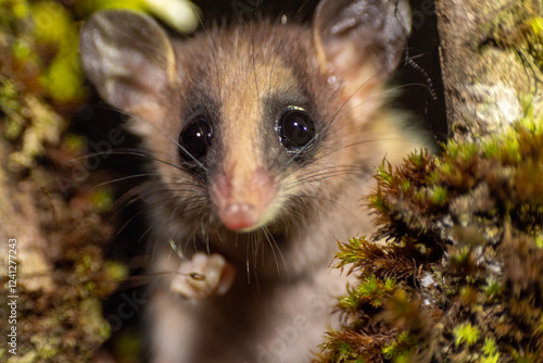 animal in the forest