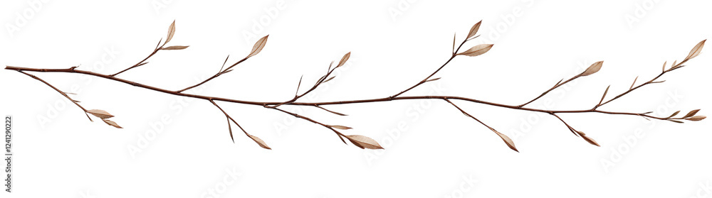 Branching Out Single Brown Wood Branch Isolated on White and Transparent Background Branching Out Single Brown Wood Branch Isolated on White and Transparent Background