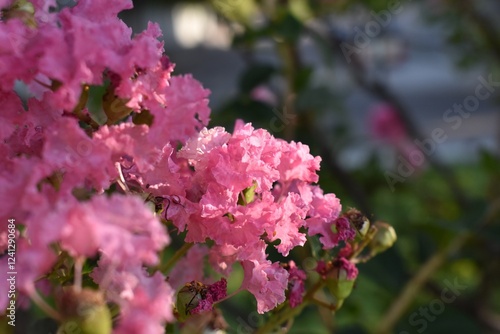 decorative flowers in the garden