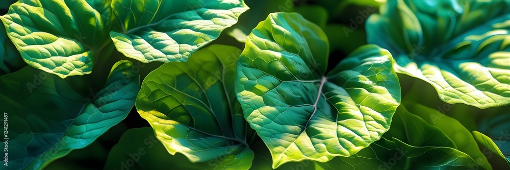 Fototapeta premium green leaves background