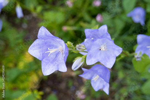 Obraz na płótnie close up of pretty purple flowers of campanula pyramidalis the chimney bellflowe