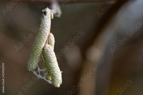 Close up image of katkins in an autumn frost photo