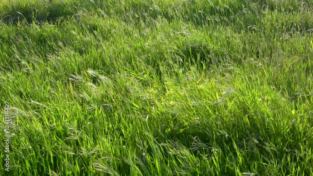 Small green grasses moved by the wind. slow motion video at 50 fps in 4k quality Small green grasses moved by the wind. slow motion video at 50 fps in 4k quality