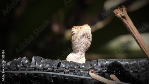 Close-up video of a chameleon
