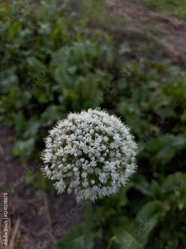 White onion flower in the garden green background