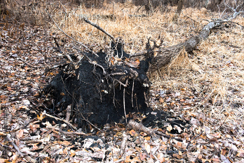 uprooted fallen felled toppled tree with exposed roots fall winter nature leaves plant biology rhizomes environment metaphor decline downfall background photo